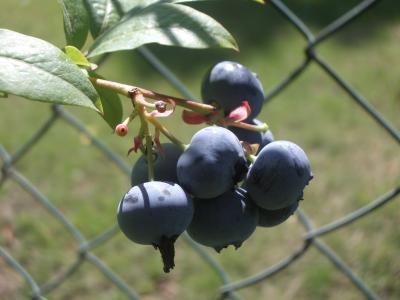 Aus meinem Garten